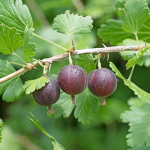 Black Velvet Gooseberry