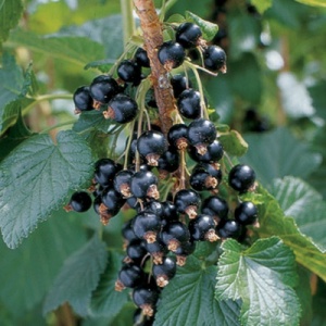 Blackdown Black Currant