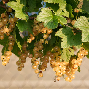 Blanka White Currant