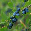 Blue Banana Honeyberry