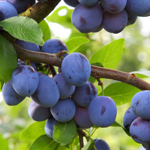 Blue Damson Plum