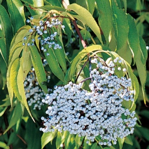 Blue Elderberry