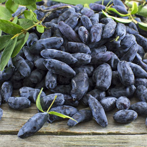 Blue Forest ™ Honeyberry