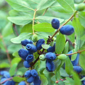 Blue Hokkaido™ Honeyberry
