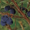 Blue Mist ™ Honeyberry_