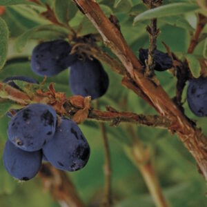 Blue Mist ™ Honeyberry_