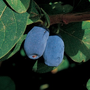 Blue Moon™ Honeyberry