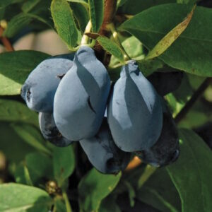 Blue Pagoda™ Honeyberry