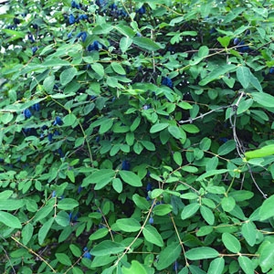 Blue Sky™ Honeyberry