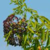 Bob Gordon American Elderberry