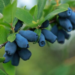 Boreal Beast Honeyberry