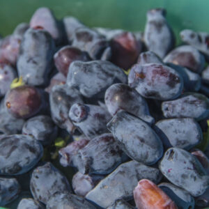 Boreal Beauty Honeyberry