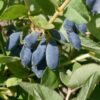 Boreal Blizzard Honeyberry