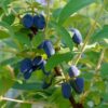 Borealis™ Honeyberry