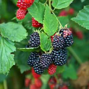 Boysenberry