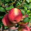 Braeburn Apple Tree