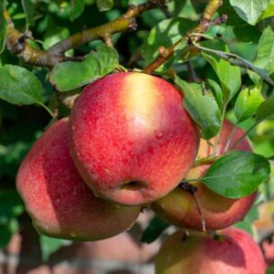 Braeburn Apple Tree