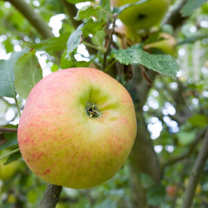 Bramley's Seedling Apple