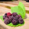 Brandywine Purple Raspberry