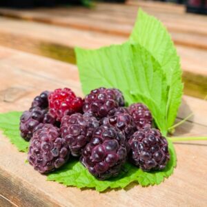Brandywine Purple Raspberry