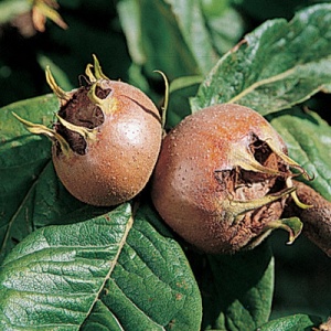 Breda Giant Medlar