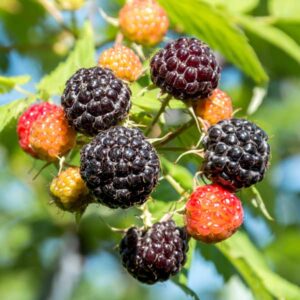 Bristol Black Raspberry