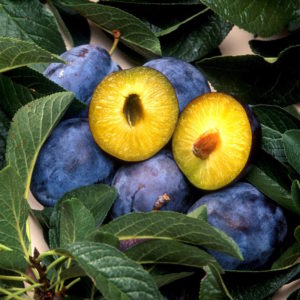 Brooks Plum
