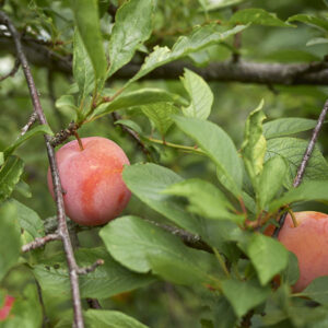 Burbank Japanese Plum