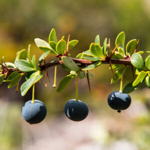 Calafate Barberry Seedling