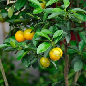 Calamondin Citrus