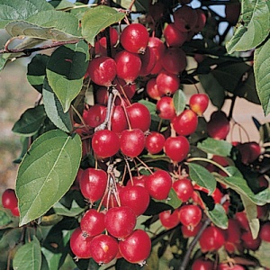 Callaway Crabapple Tree