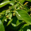 Calliope™ Asian Persimmon