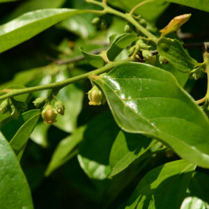 Calliope™ Asian Persimmon