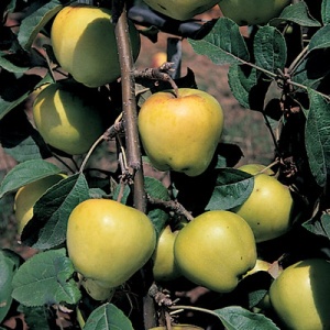 Calville Blanc D'Hiver Apple Tree