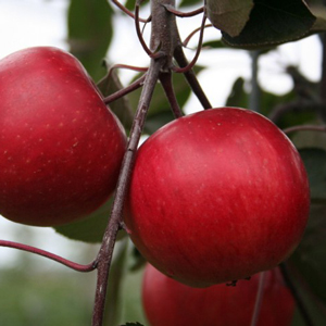 Calypso® Redlove Apple