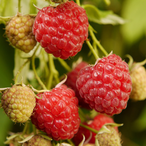 Canby Thornless June Bearing Raspberry