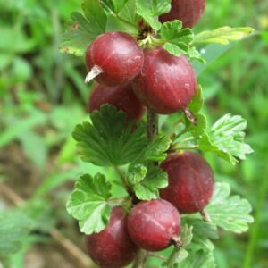 Captivator Red Gooseberry