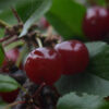 Carmine Jewel Bush Cherry