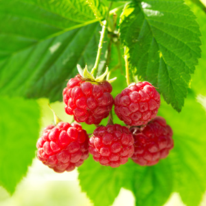 Caroline Raspberry
