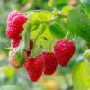 Cascade Delight Raspberry