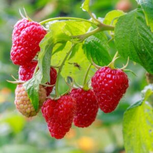 Cascade Delight Raspberry