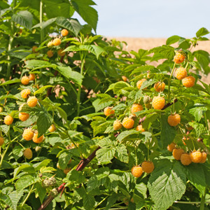 Cascade Gold Raspberry