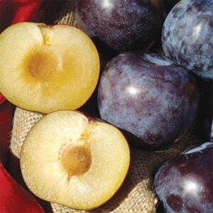 Catalina Japanese Plum