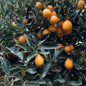 Centennial Variegated Kumquat_