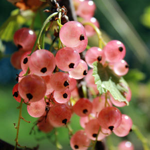 Champagne Pink Currant