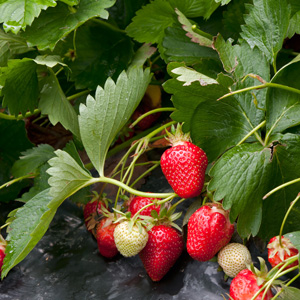 Chandler Strawberry