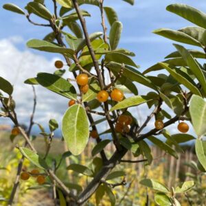 Charlie's Golden Autumn Olive