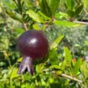 Chernaya Roza Pomegranate
