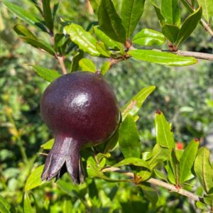 Chernaya Roza Pomegranate