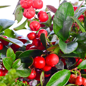 Cherry Berries Wintergreen Shrub
